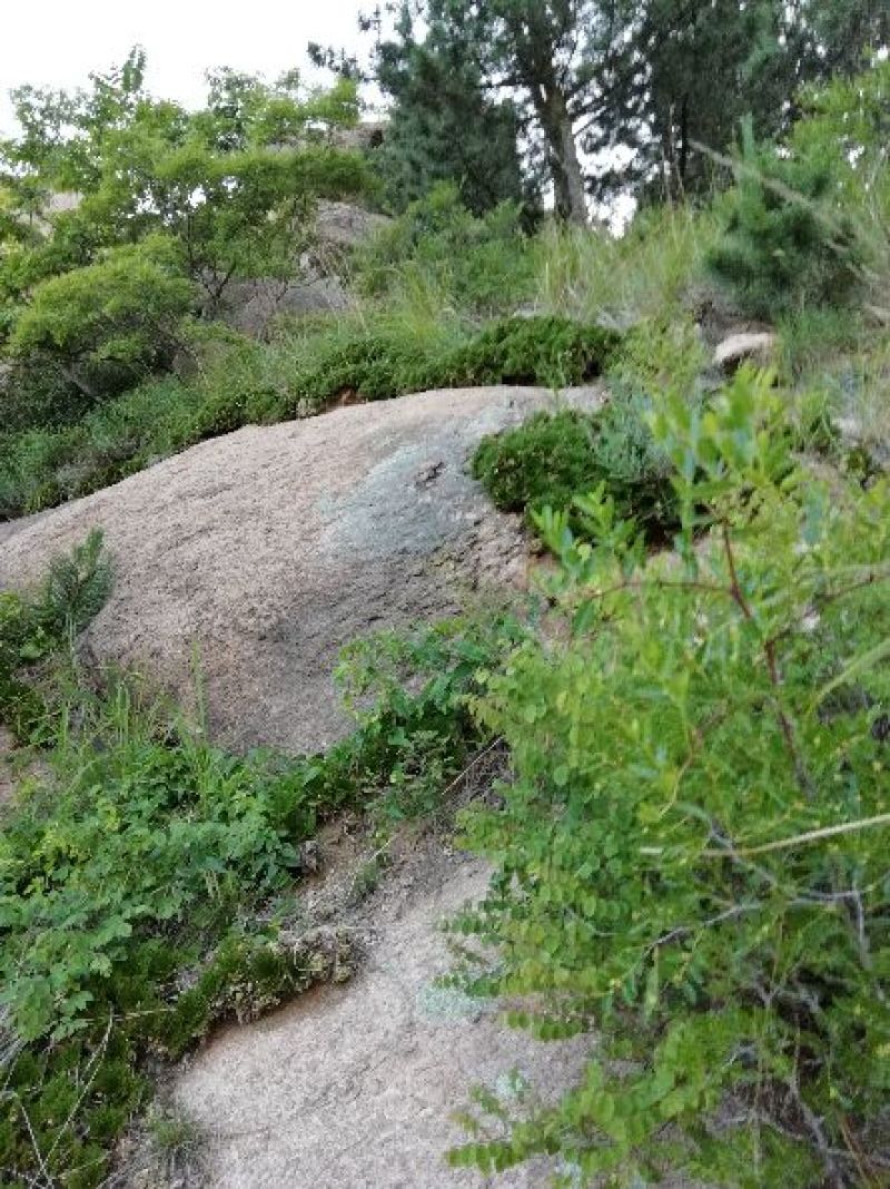 大批量供应，卷柏，九死还魂草，各种尺寸规