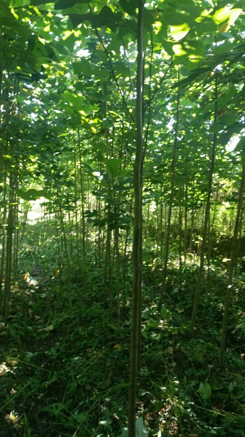 马褂木地径1-5公分，米径1-25公分