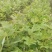 马褂木地径1-5公分，米径1-25公分