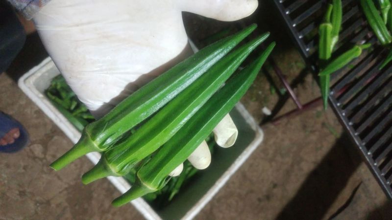 黄秋葵秋葵水果秋葵供应无锡上海苏州曹家桥
