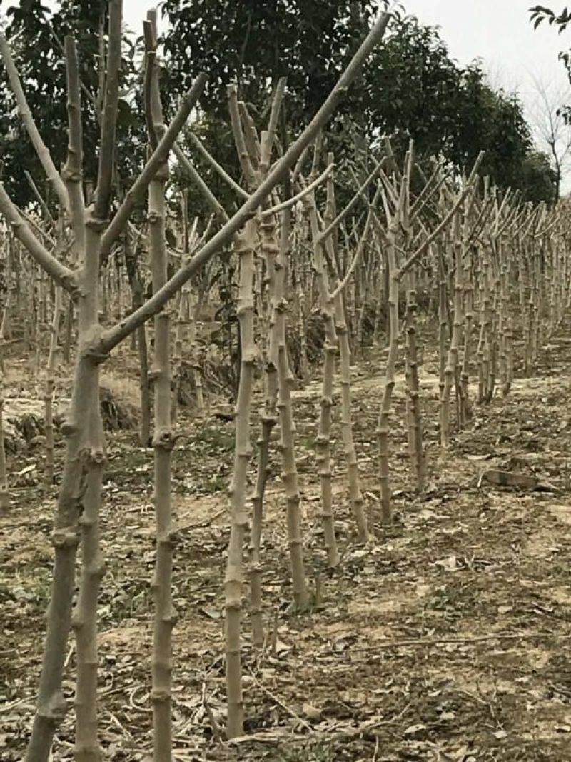 基地直销台湾长果桑苗，无籽大十果桑苗，提供种植技术