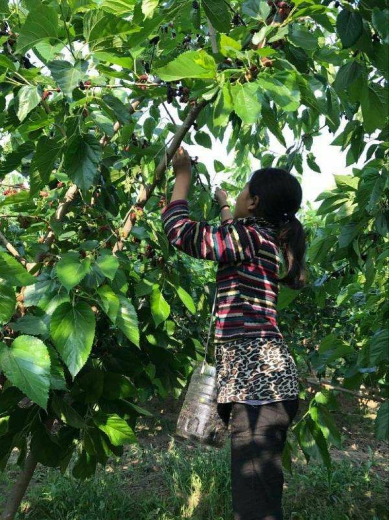 基地直销台湾长果桑苗，无籽大十果桑苗，提供种植技术
