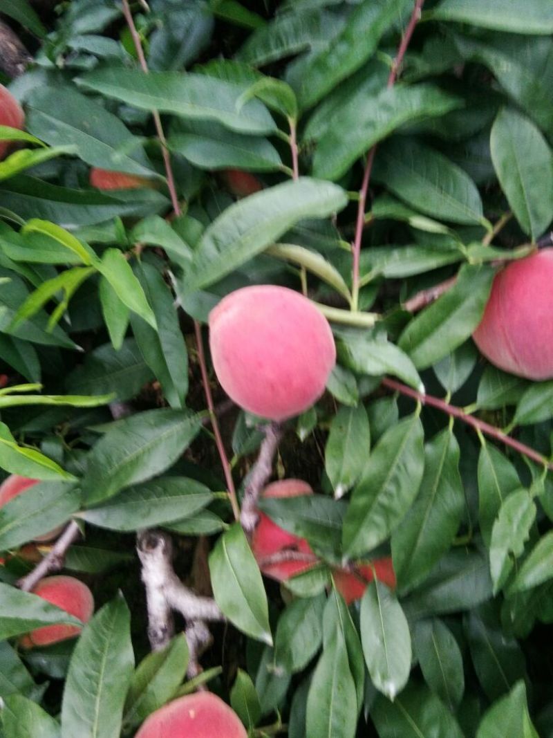 皮球桃