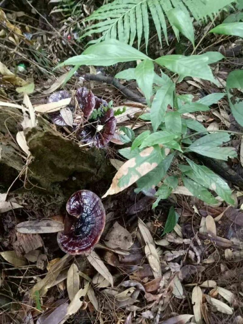 野生灵芝
