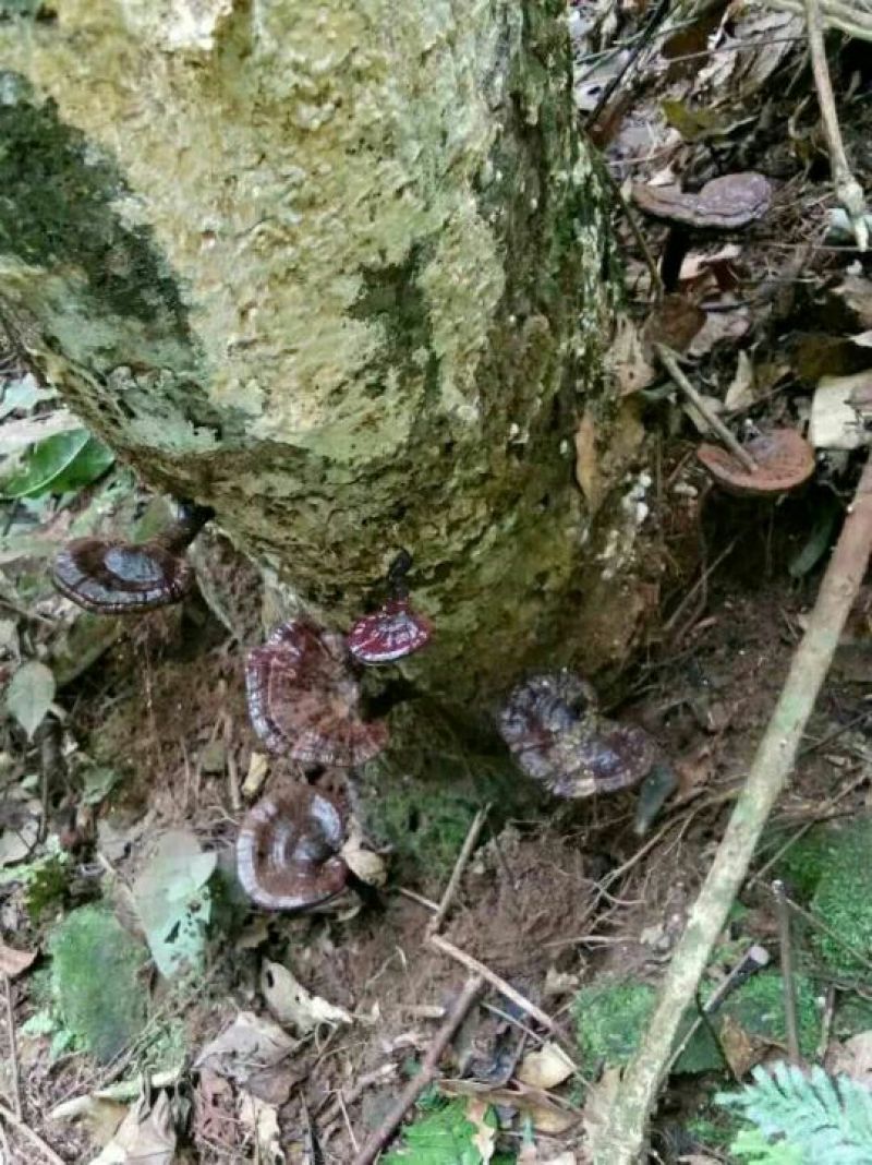 野生灵芝