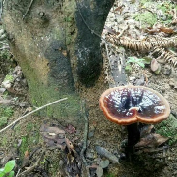 野生灵芝