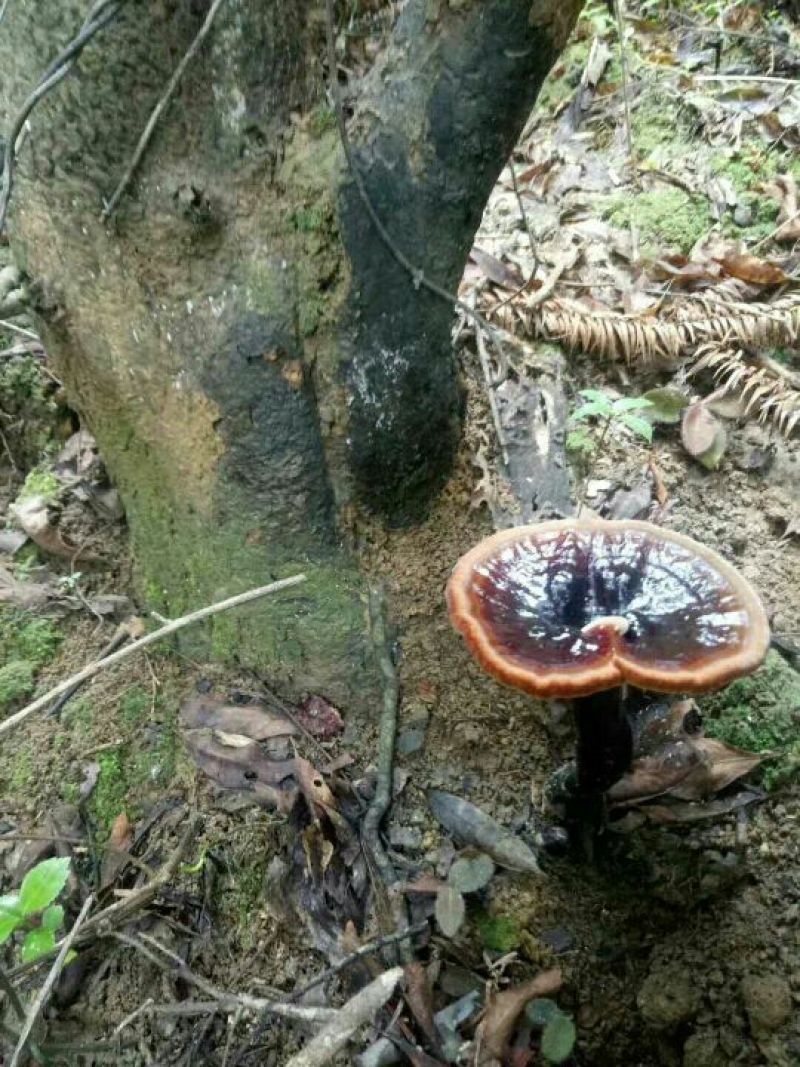 野生灵芝