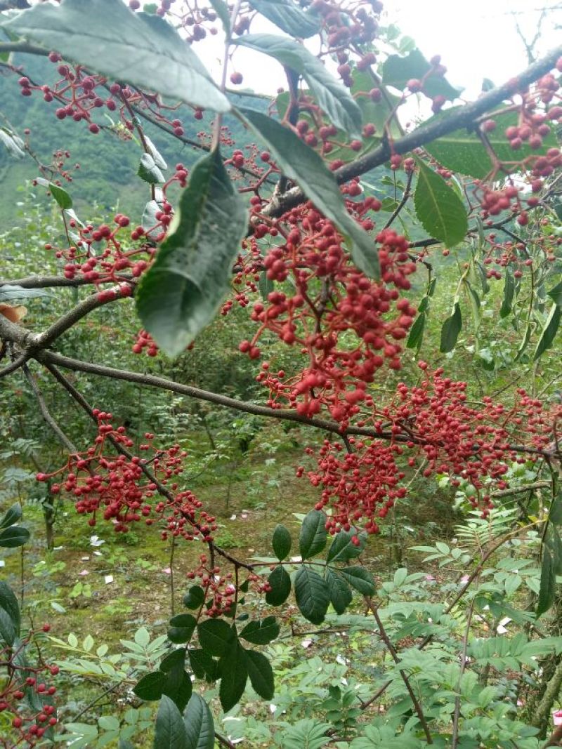 大红袍花椒特级干