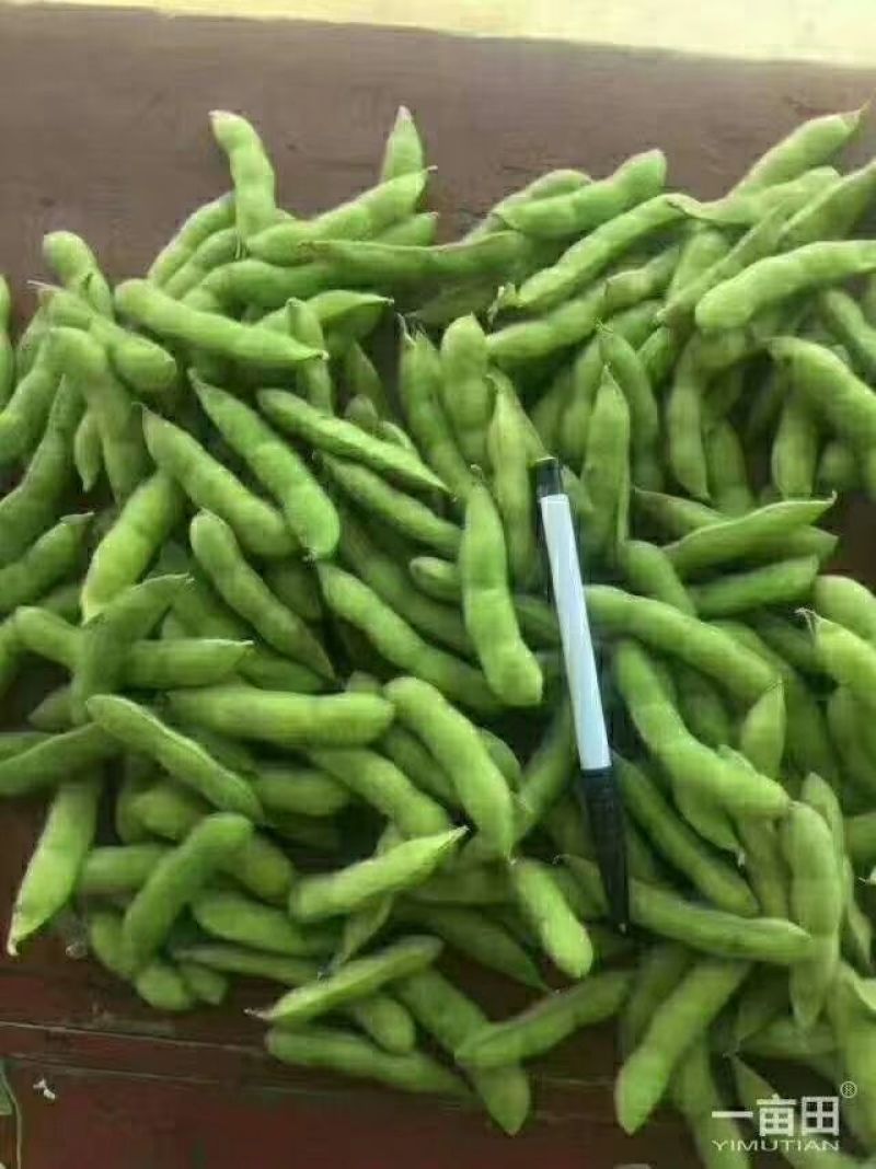 精品毛豆开心绿毛豆18~24克产地直销