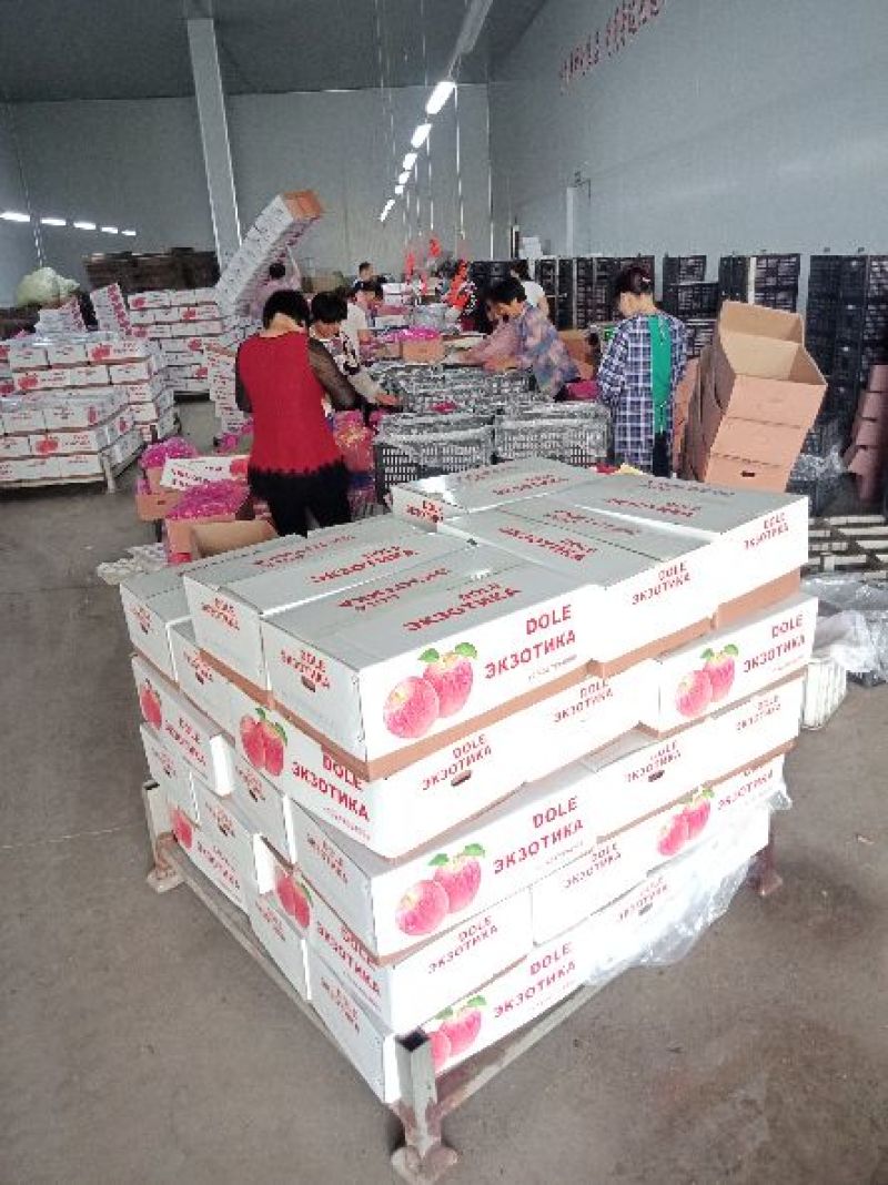 苹果出口代加工，代收，代包装提供场地检疫证，产地批发代发