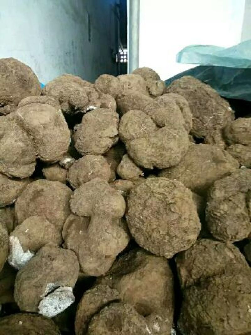 茯苓二皮
