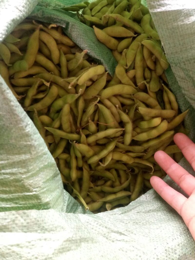 【实力商家】毛豆已上市翠绿宝设备冷库齐全欢迎老板咨询
