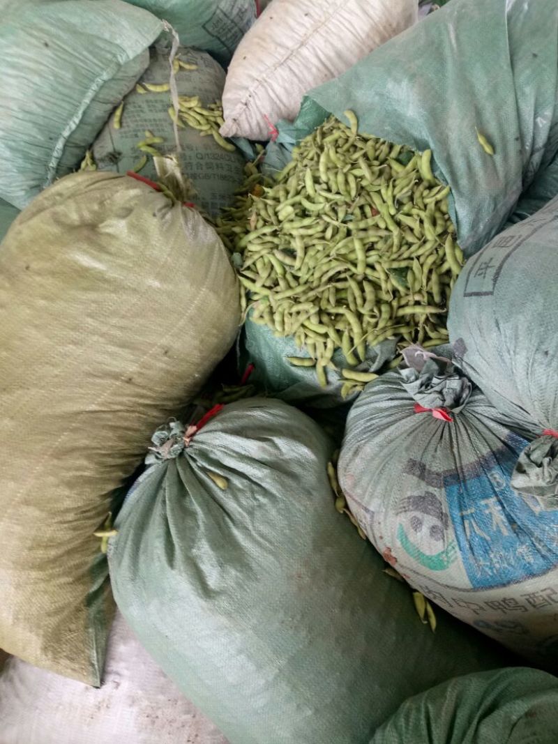 【实力商家】毛豆已上市翠绿宝设备冷库齐全欢迎老板咨询