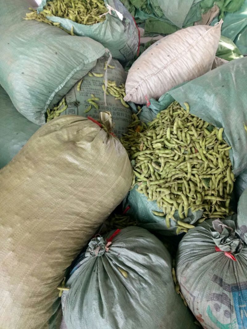 【实力商家】毛豆已上市翠绿宝设备冷库齐全欢迎老板咨询