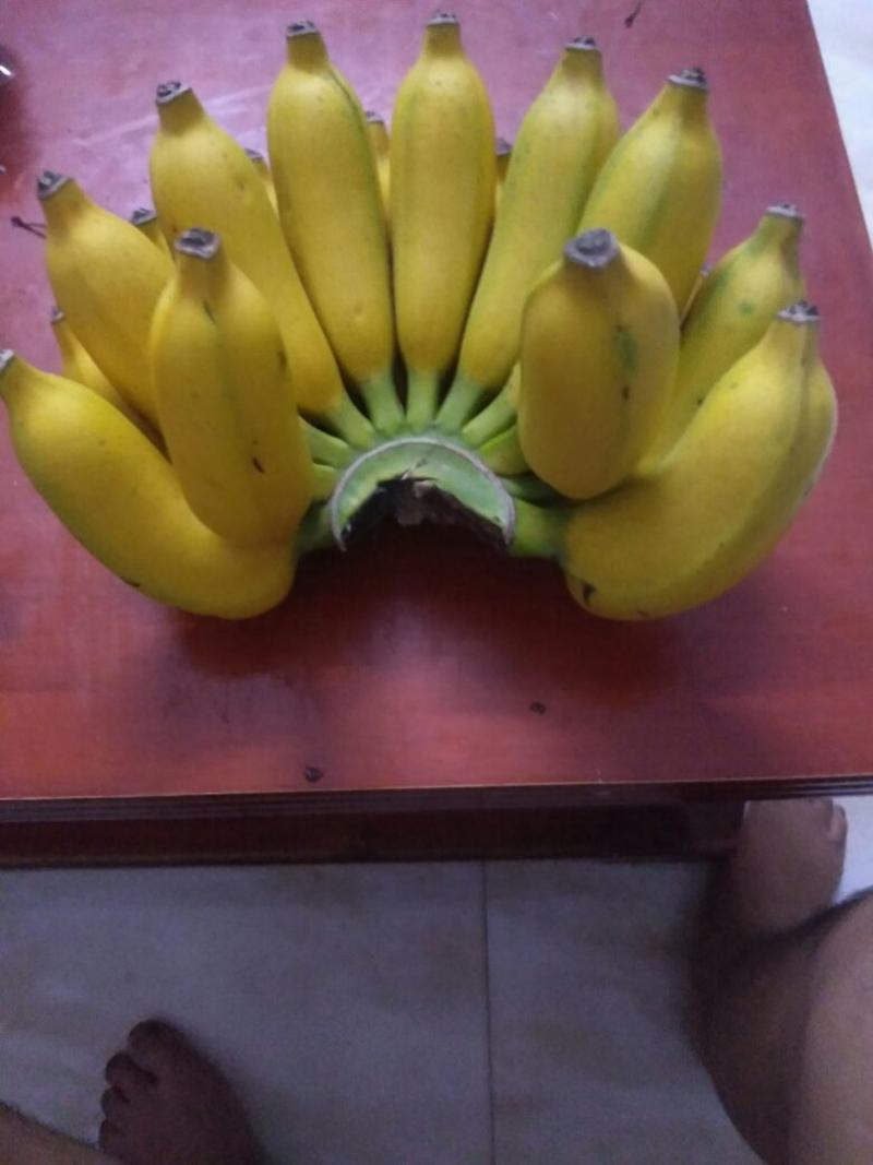 小米蕉又称皇帝蕉，鸡蕉，一手货源，支持一代，9斤净果包邮