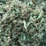金银花，零售，物流发货，大货装车，贵州山银花。