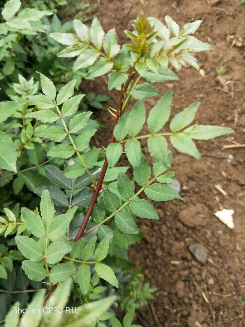 无公害花椒芽