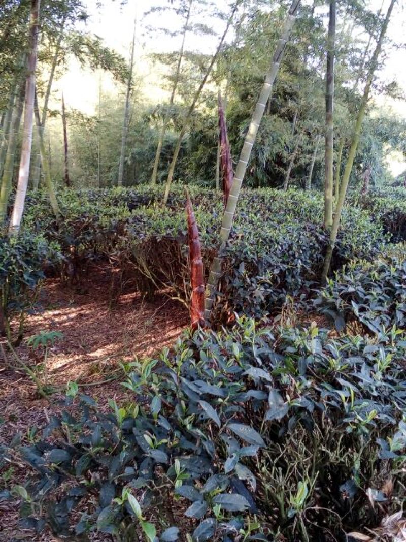 雷竹苗，毛竹苗，
