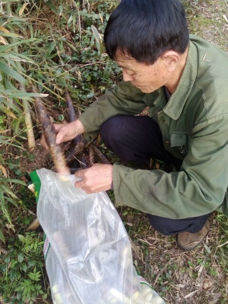 雷竹苗，毛竹苗，