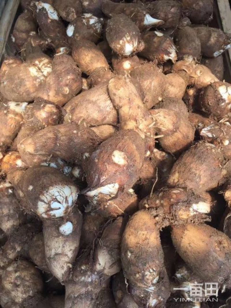 一件代发山东毛芋头，奶芋头，电商专用，电商发货基地