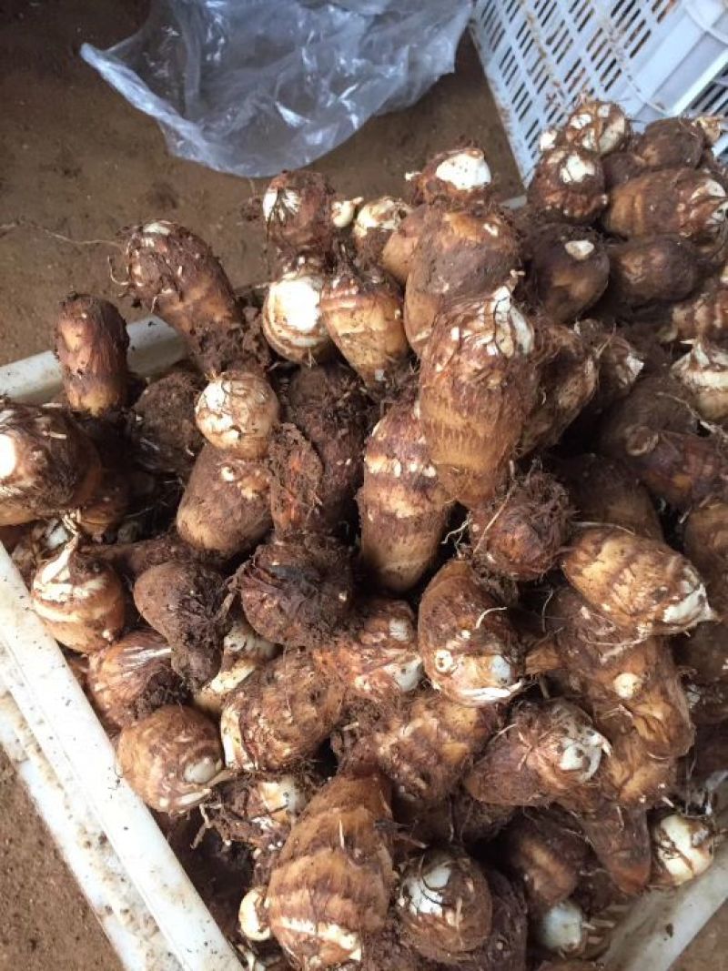一件代发山东毛芋头，奶芋头，电商专用，电商发货基地