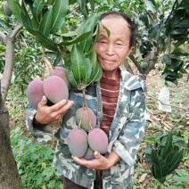 攀枝花吉禄芒果，支持小件，批量走货。