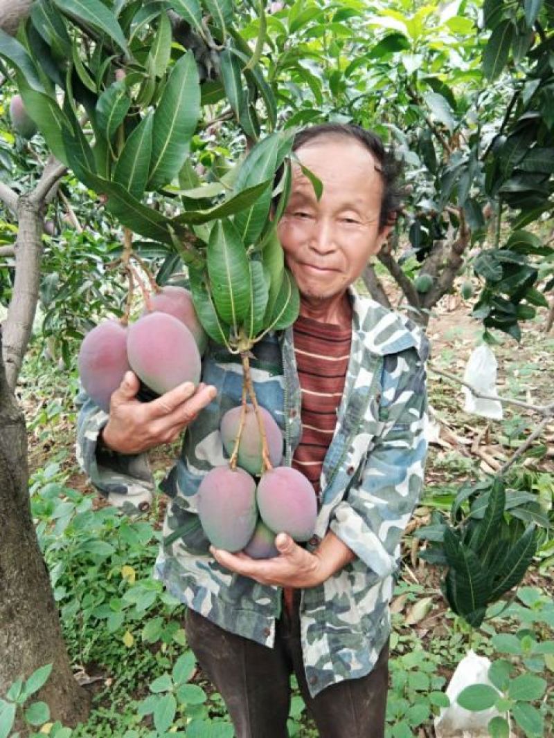 攀枝花吉禄芒果，支持小件代发，批量走货。