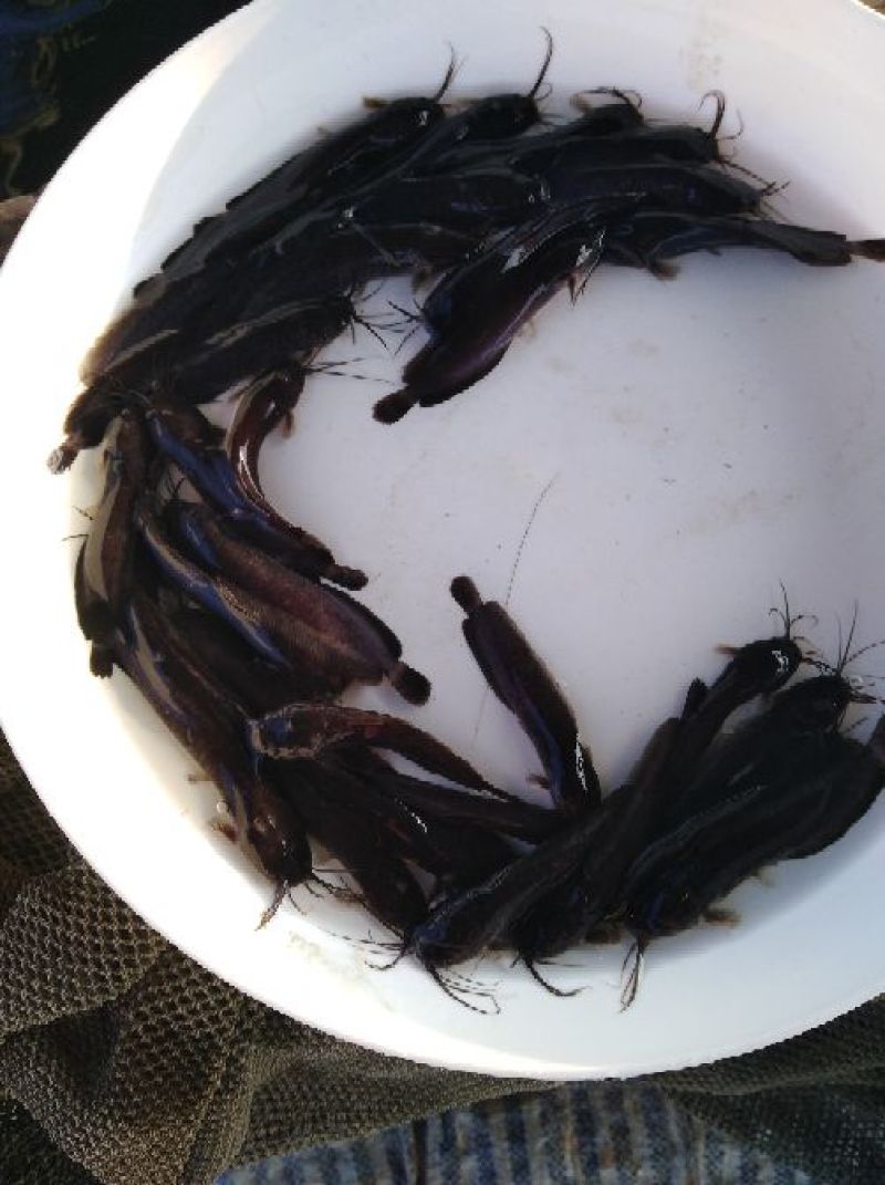 甲胡子鲶(土塘虱)
