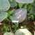香芋南瓜