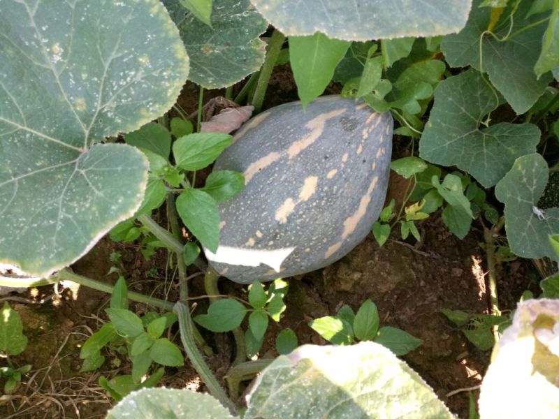 香芋南瓜