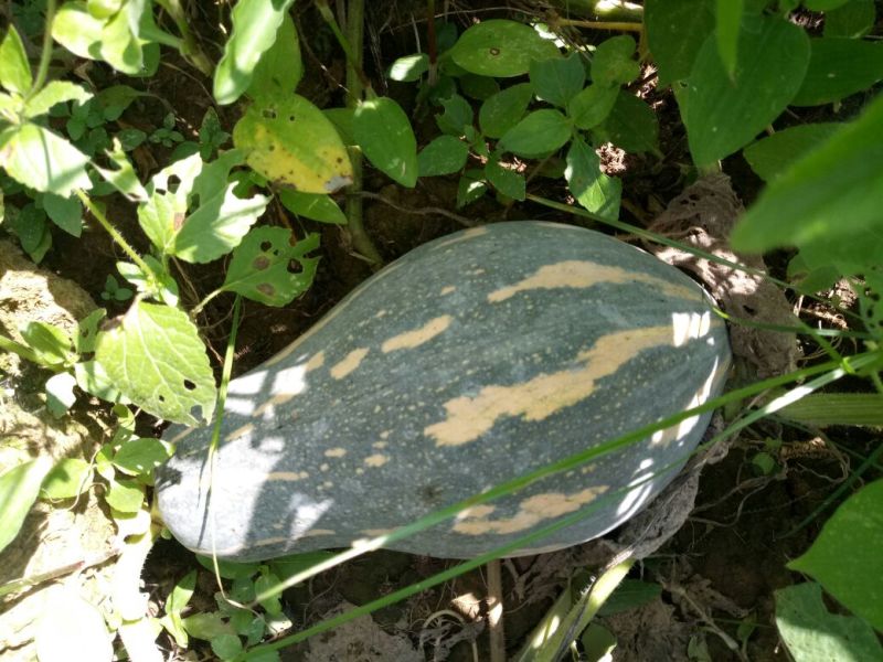 香芋南瓜