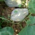 香芋南瓜