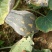 香芋南瓜