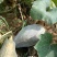 香芋南瓜