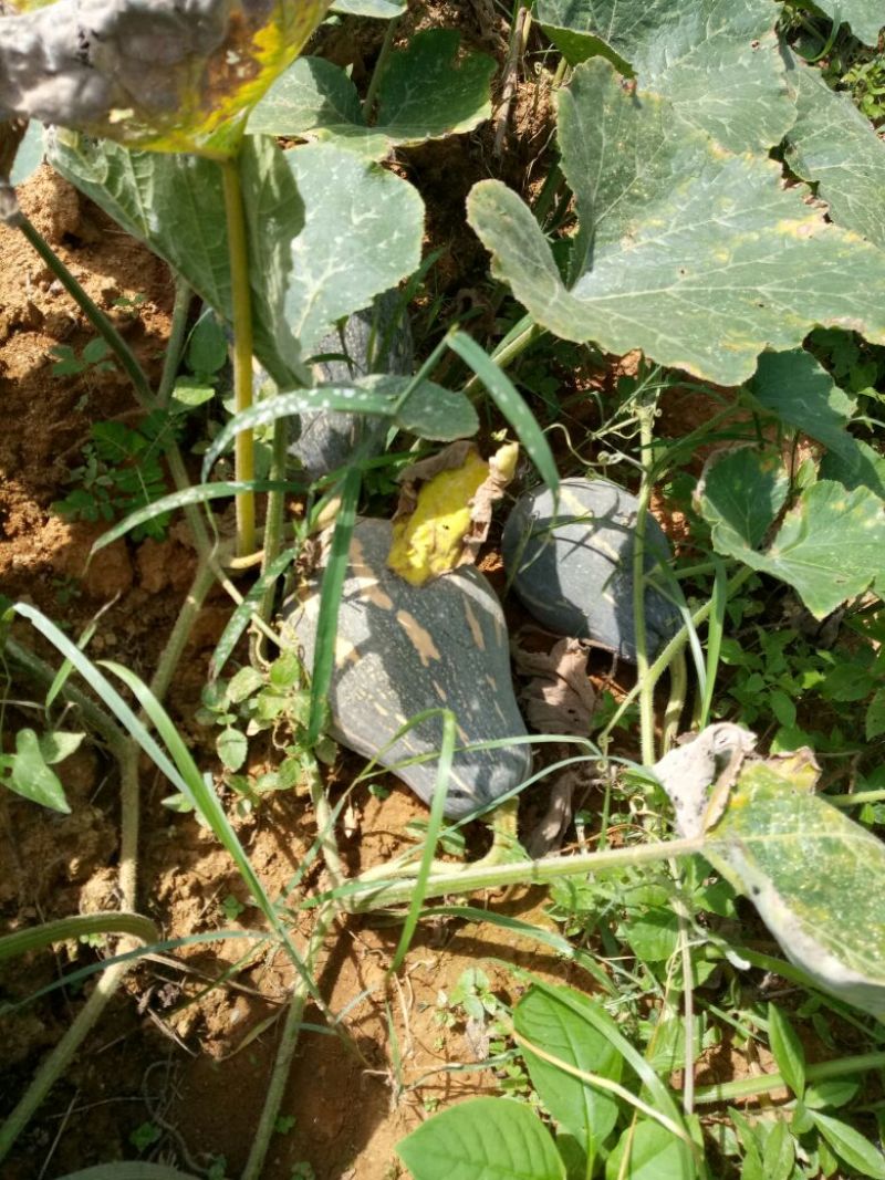 香芋南瓜