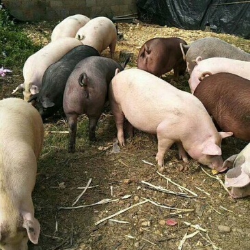 三元猪，肉质鲜亮，