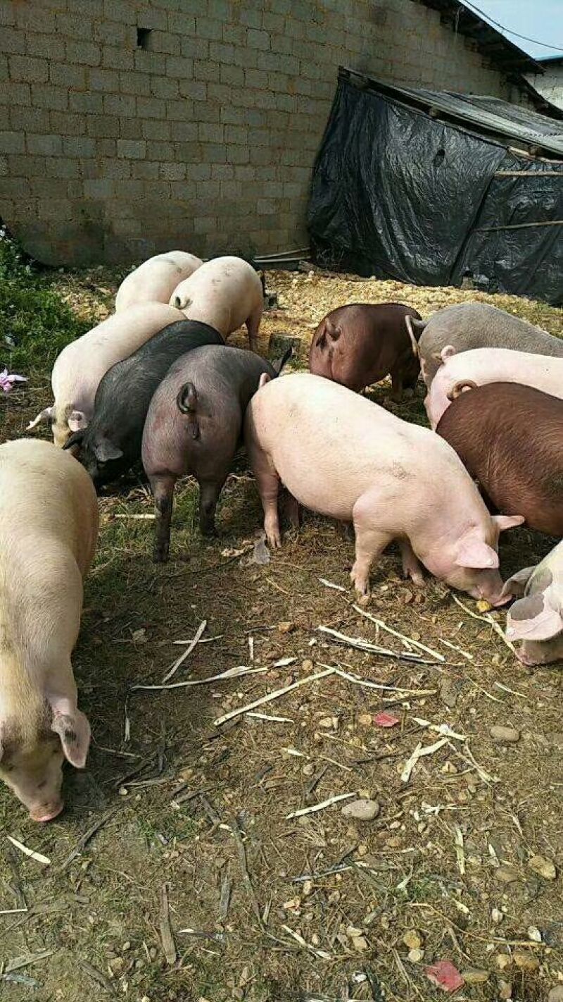 三元猪，肉质鲜亮，