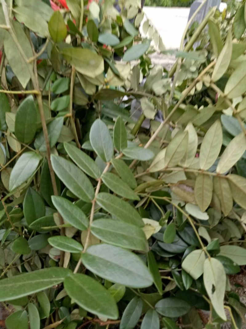 山豆根苗