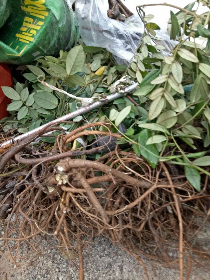 山豆根苗
