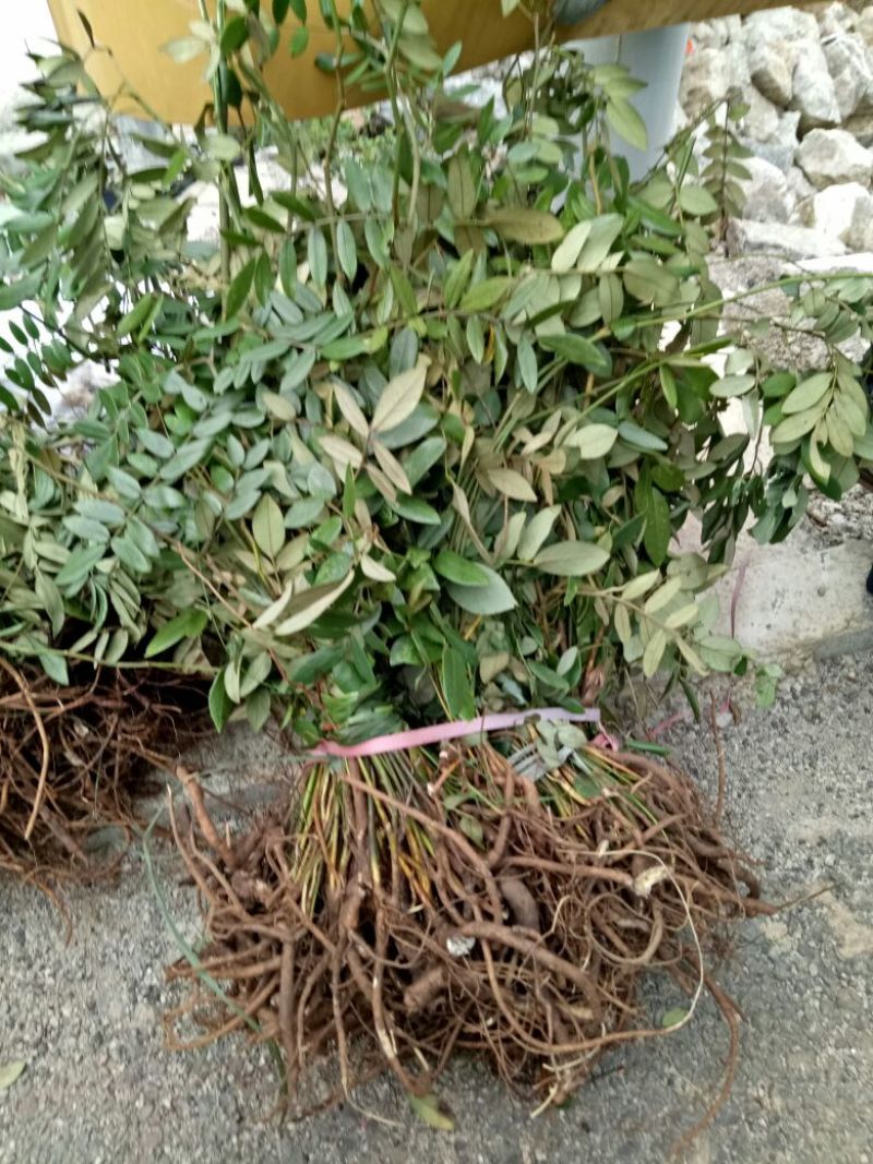 山豆根苗