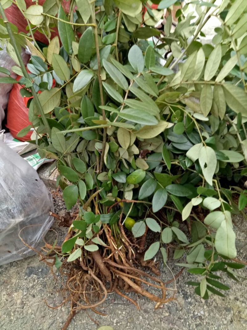 山豆根苗