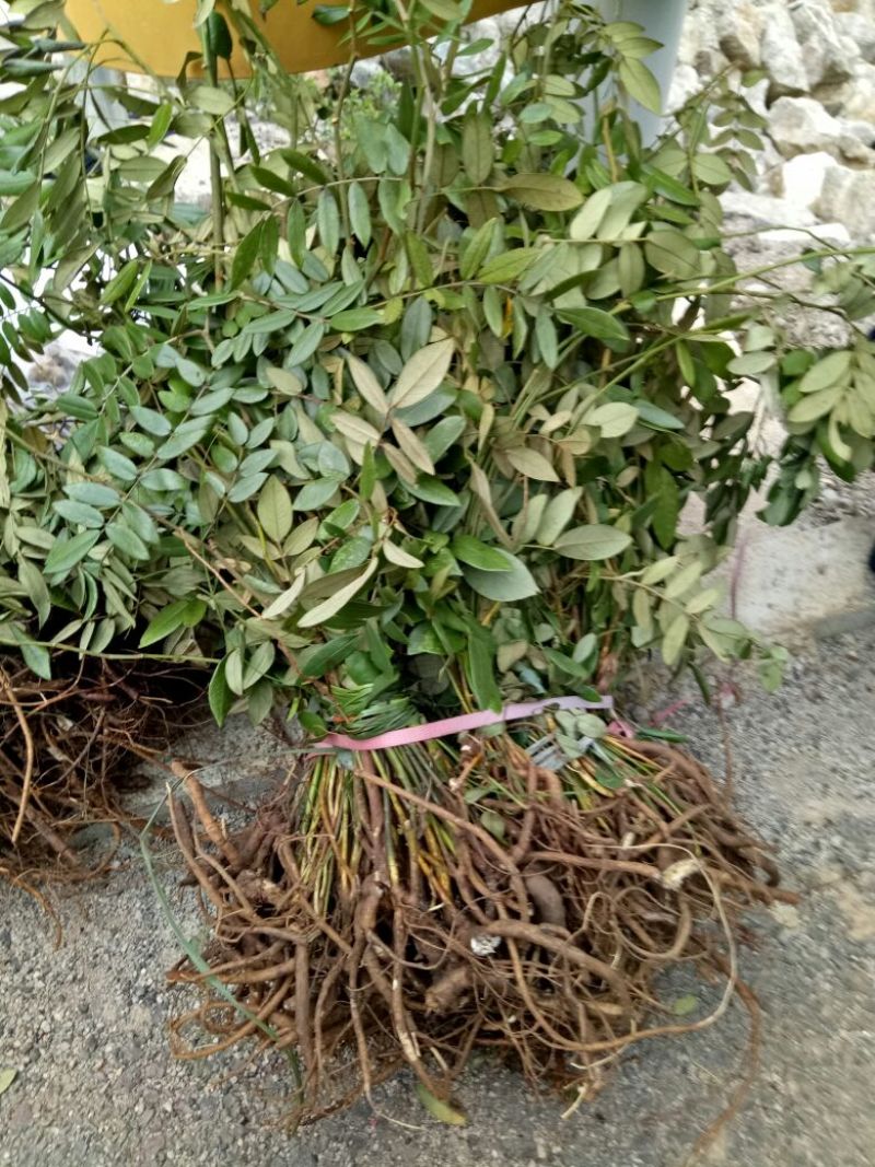 山豆根苗