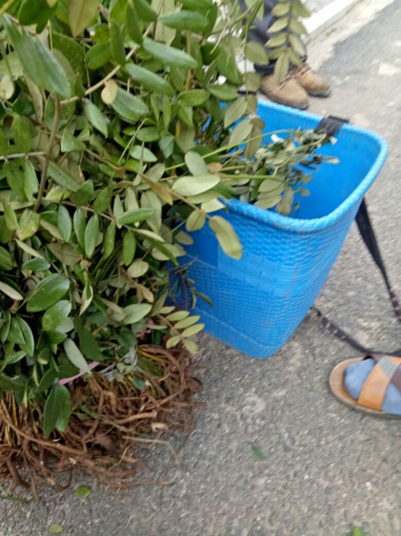 山豆根苗