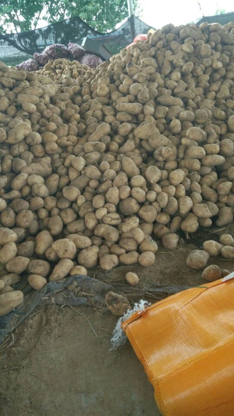 荷兰土豆千亩
