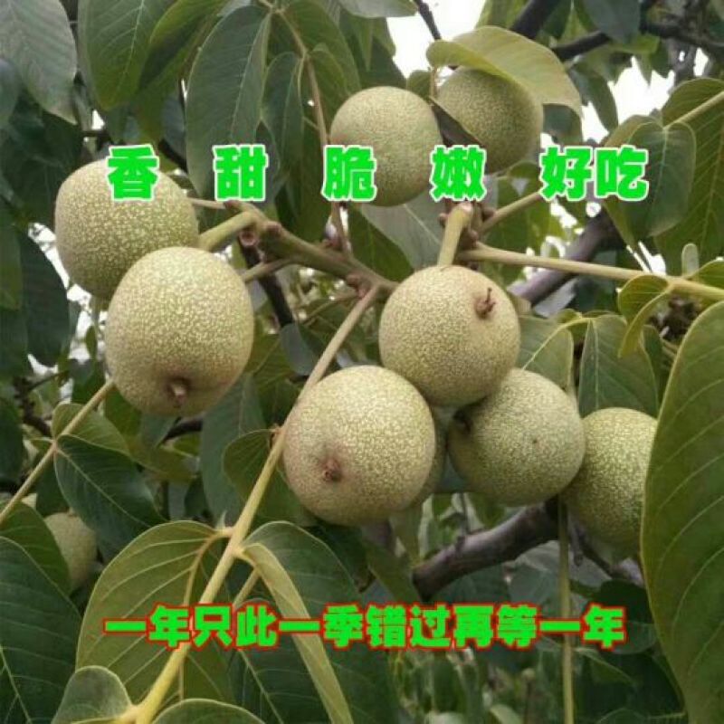 青皮核桃