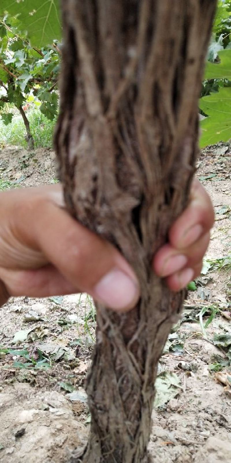 粉红葡萄树