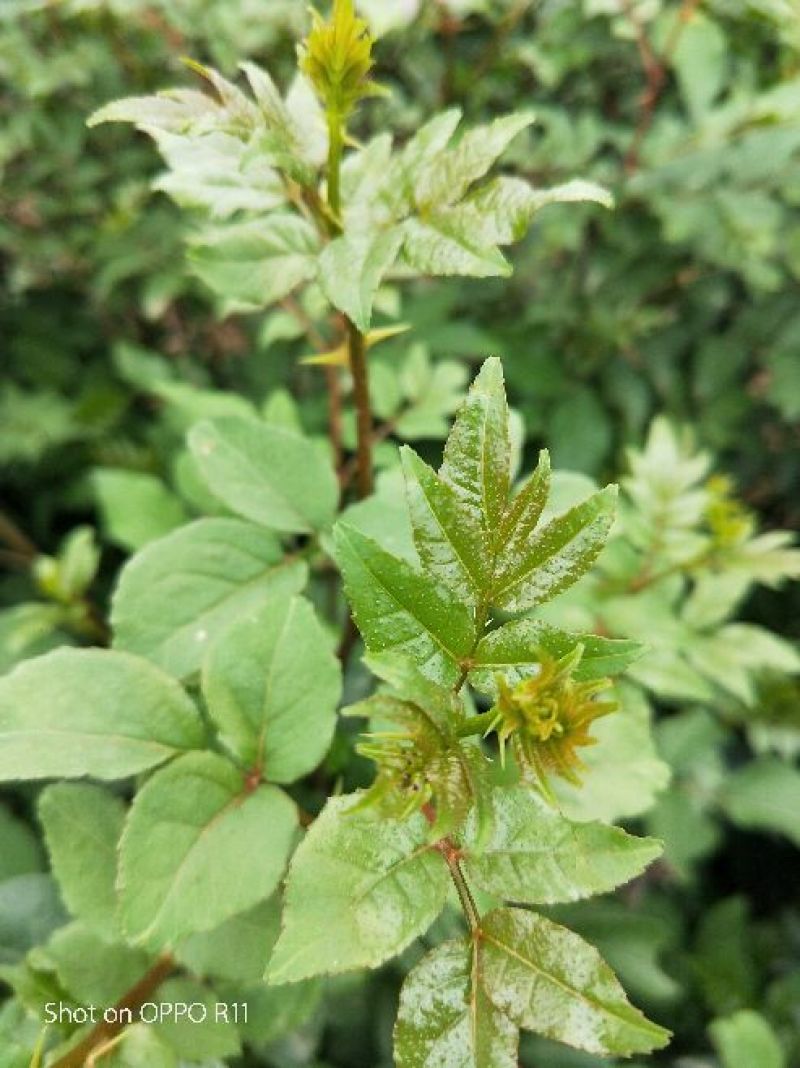 无公害花椒芽