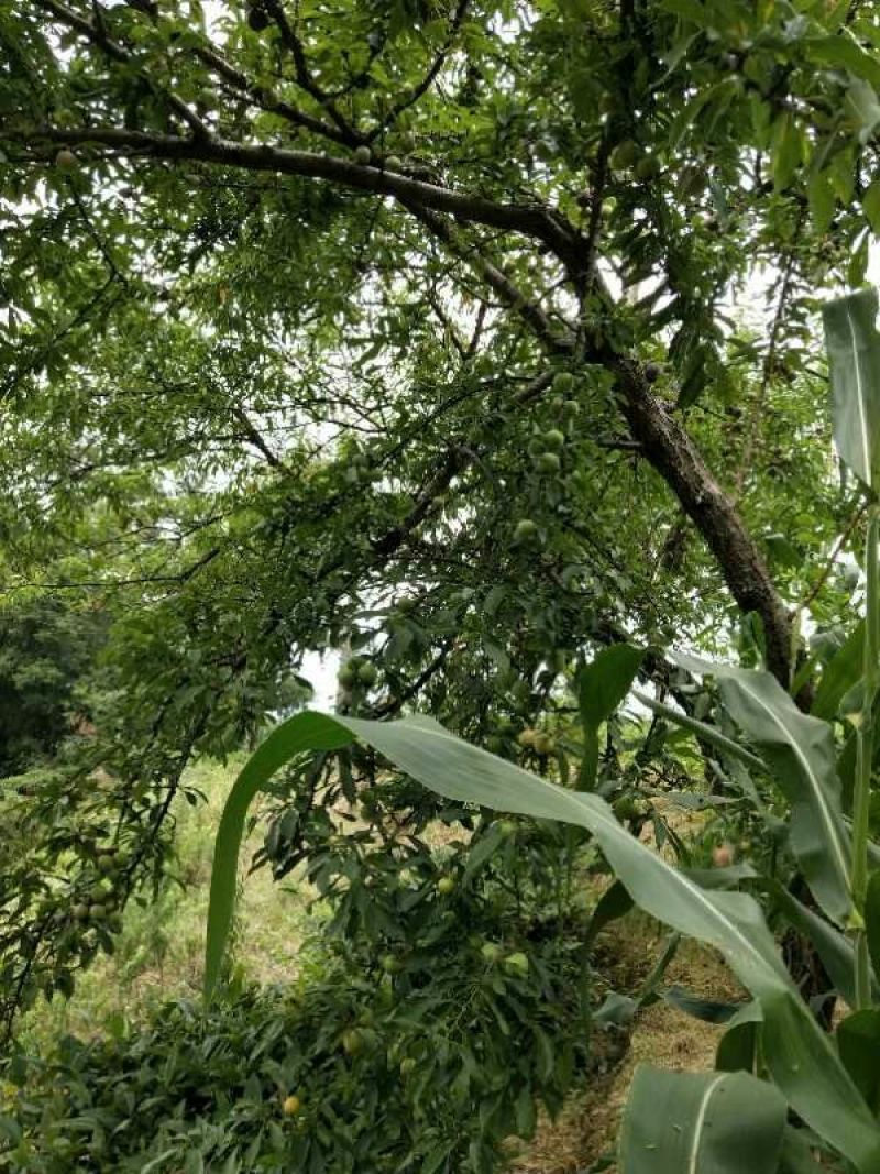 秭归高潮空心李