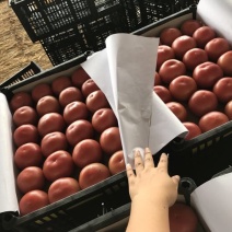 硬粉西红柿弧三以上硬粉精品