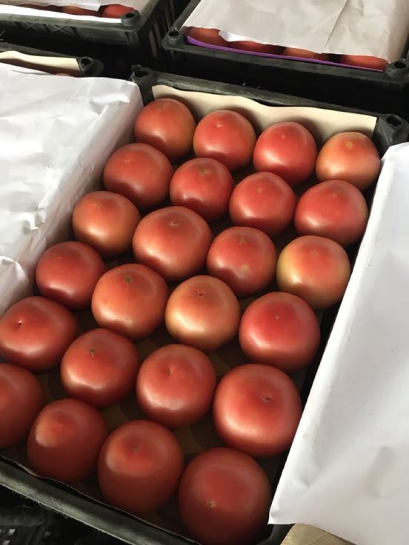 硬粉西红柿弧三以上硬粉精品